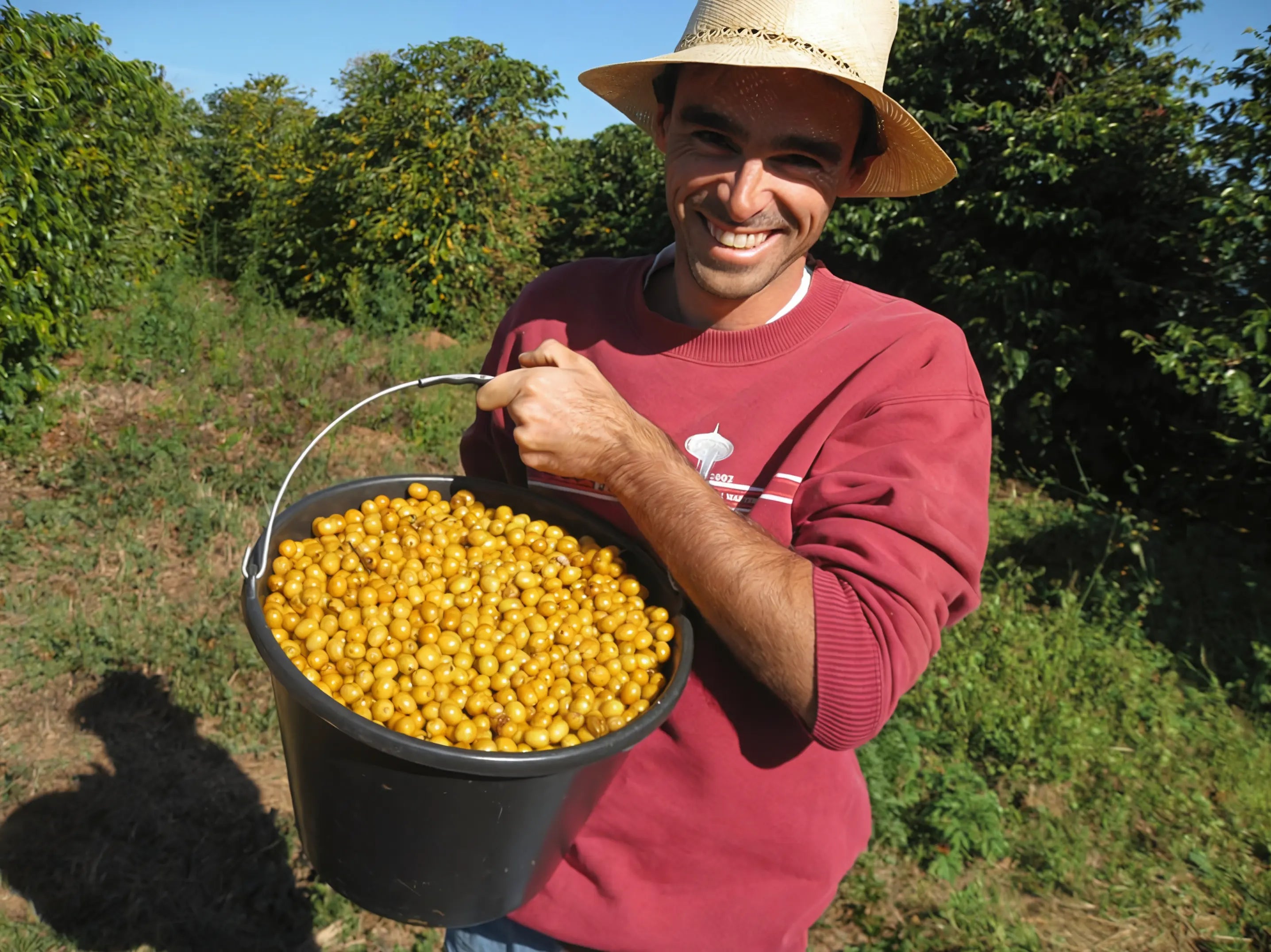 Brazilian Coffee Bean Farm - Old Salt Coffee