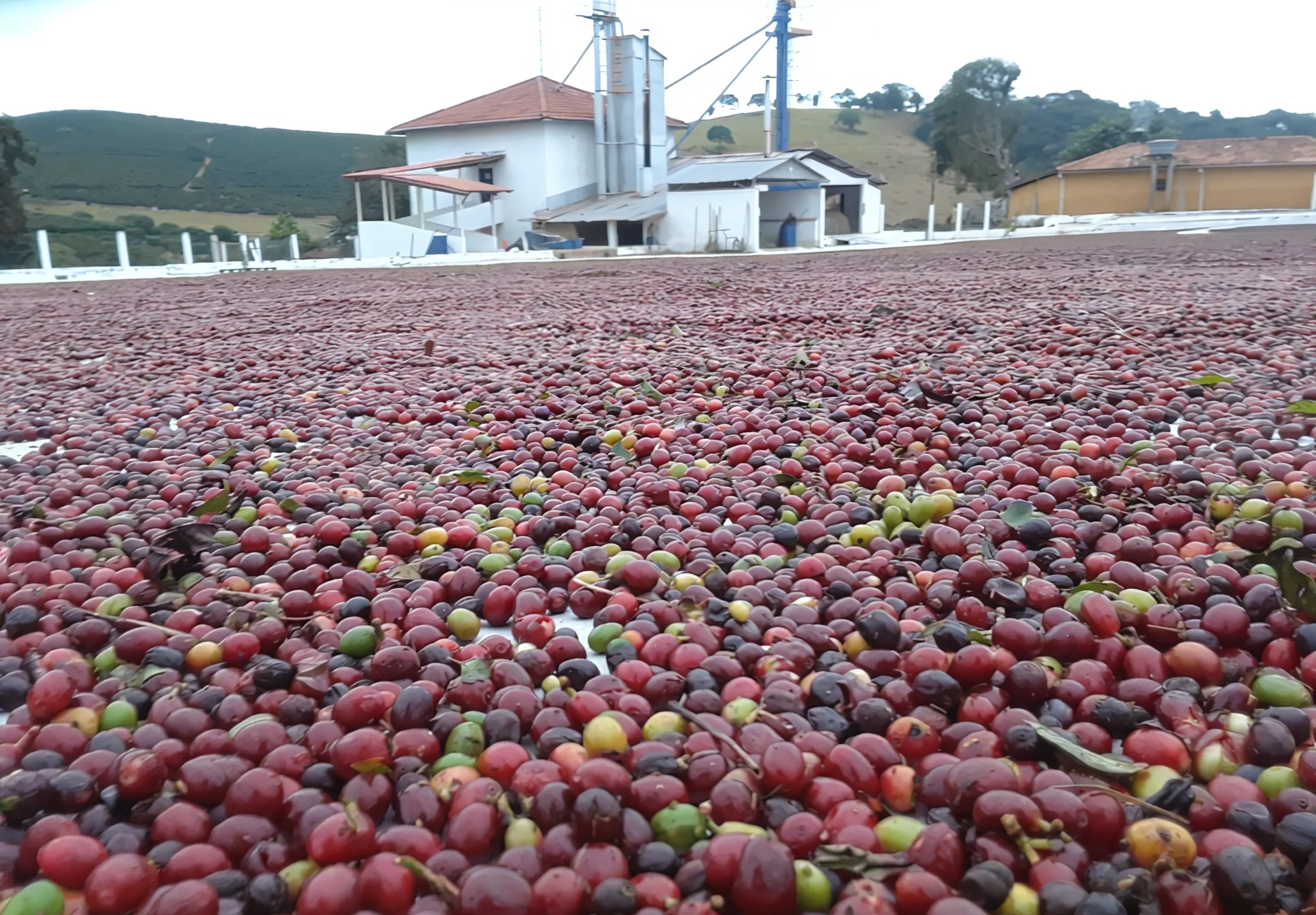 Brazilian Coffee Bean Farm - Old Salt Coffee