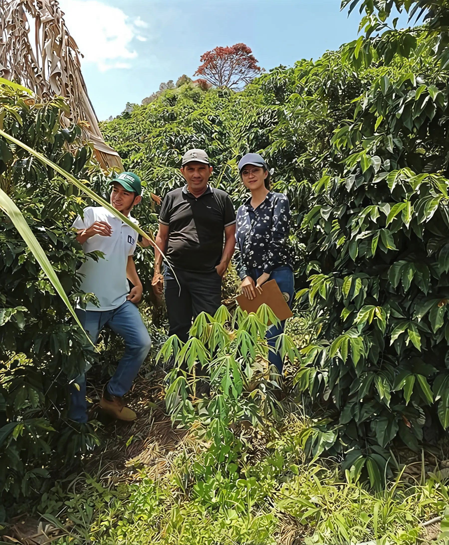 Colombian Coffee Bean Farm - Old Salt Coffee