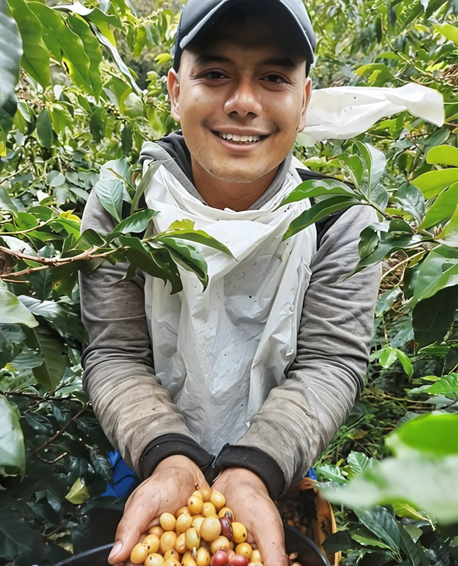 Colombian Coffee Bean Farm - Old Salt Coffee