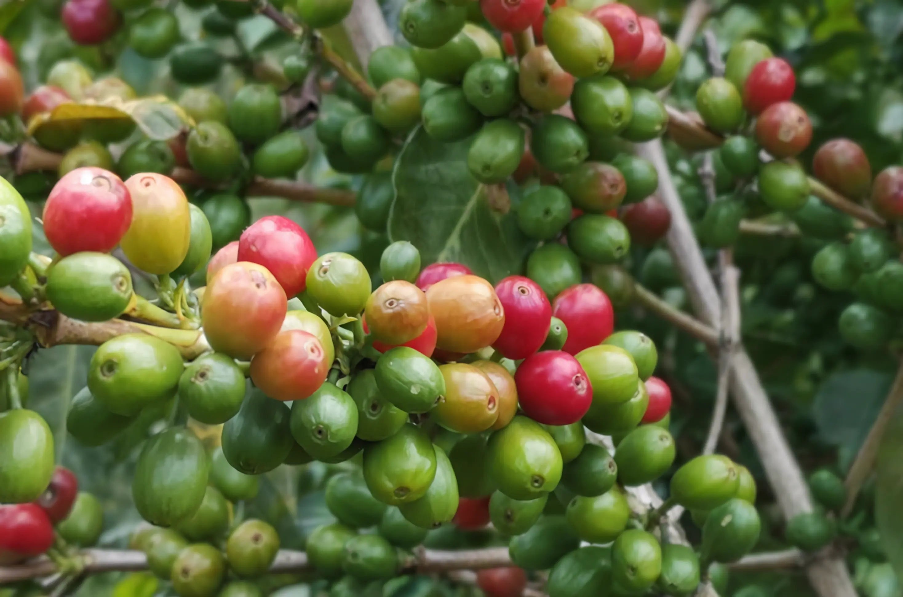 Colombian Coffee Bean Farm - Old Salt Coffee