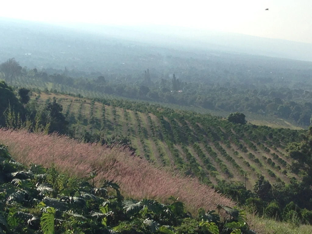 Kona Coffee Bean Farm - Old Salt Coffee