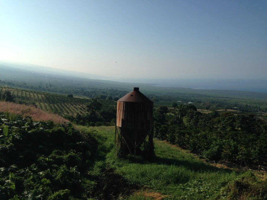 Kona Coffee Bean Farm - Old Salt Coffee