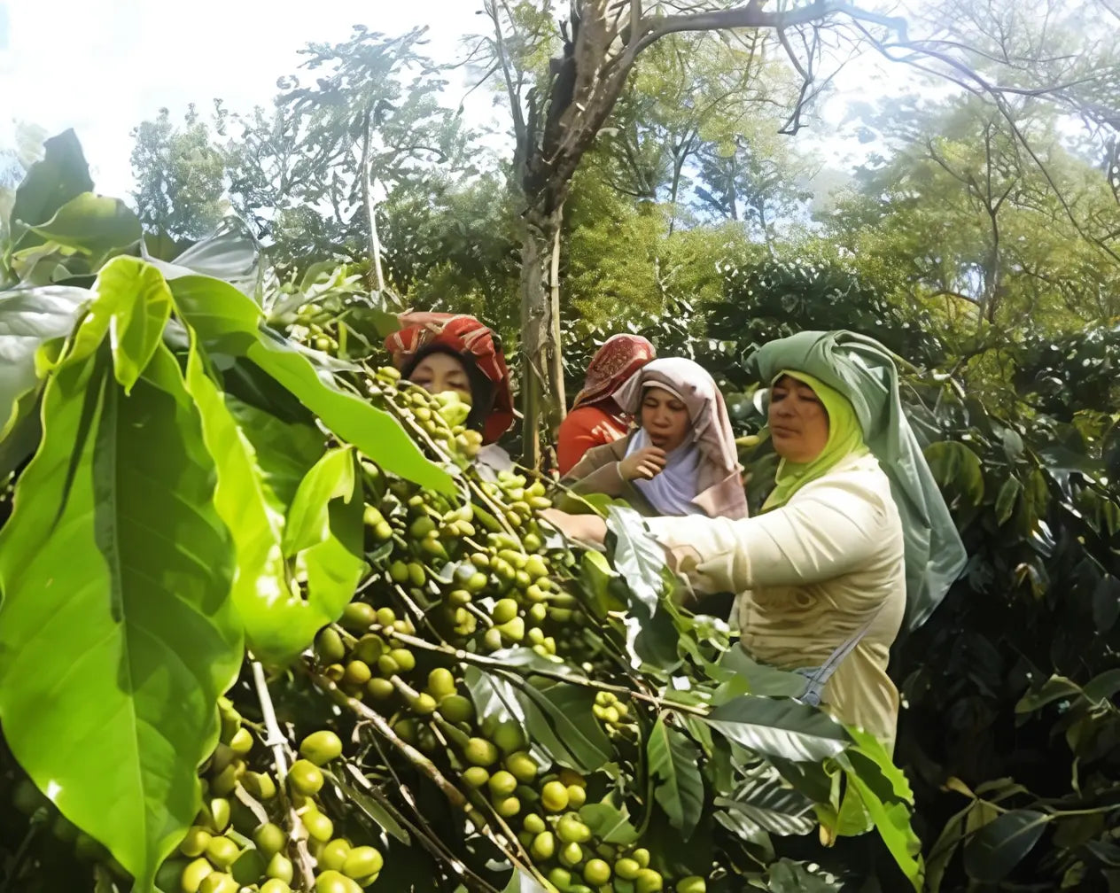 Sumatra Coffee Bean Farm - Old Salt Coffee